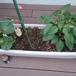 プランターで育てるバジル、ミニトマトなど、ウッドデッキで家庭菜園!と芝の成長の様子