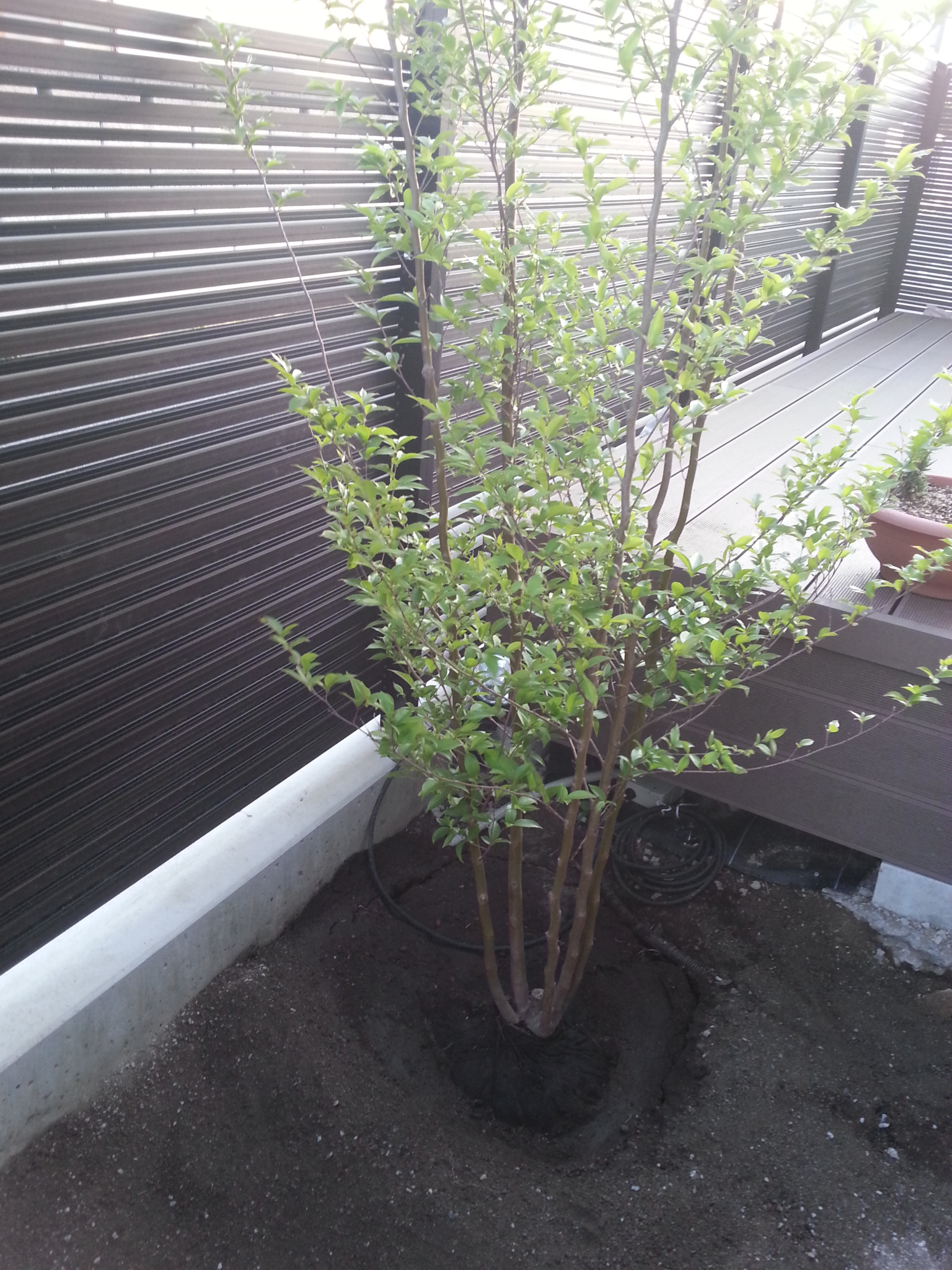 Diyガーデニング 植栽 シマトネリコとシャラの木と芝張り準備 新築シンボルツリー Smart House Cool Life