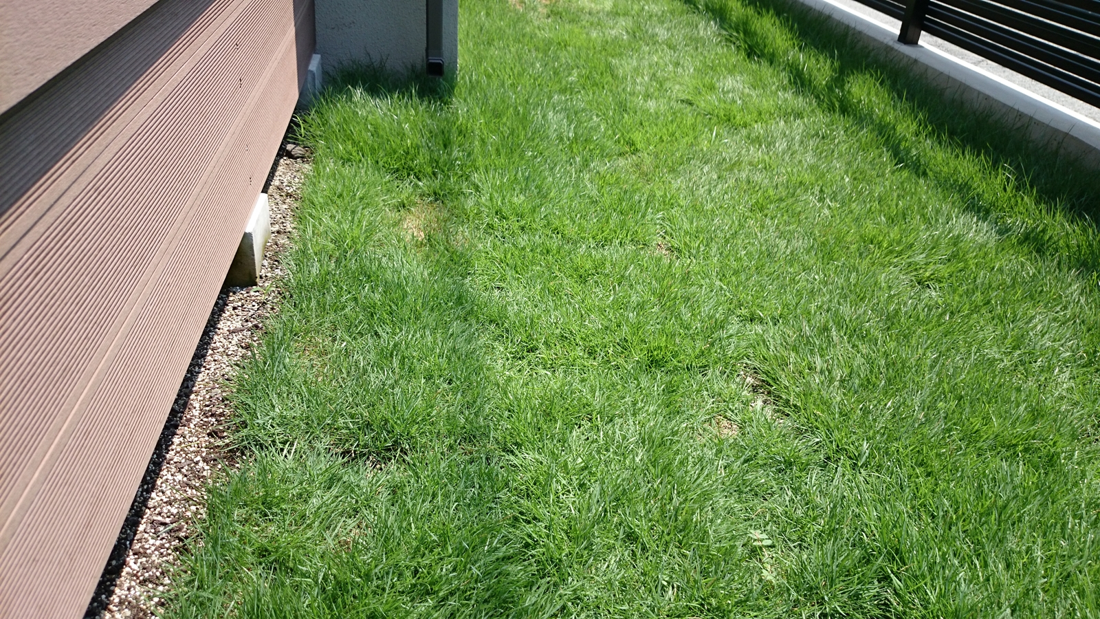 Diyガーデニング 知らなかった芝のお手入れ方法と2年目の芝生の様子 初めての芝張り Smart House Cool Life