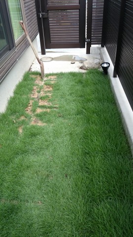 芝生のお手入れ 2年目で早くも芝生が上手く育たなかった原因を探る Smart House Cool Life