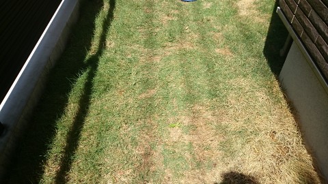 芝生のお手入れ 2年目で早くも芝生が上手く育たなかった原因を探る Smart House Cool Life